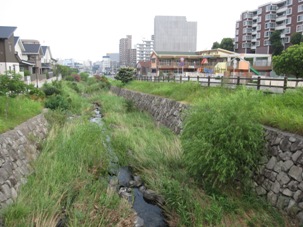 04bachi20130727.JPG